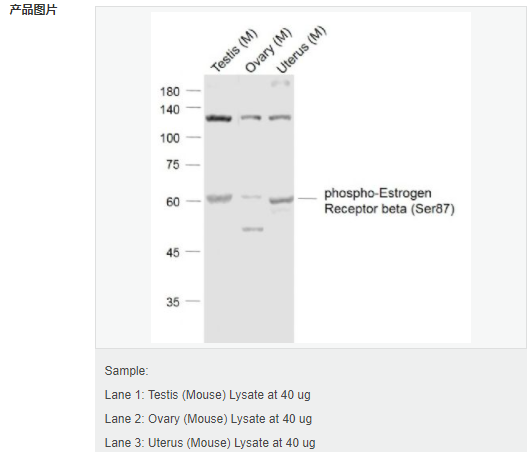 6051b750b03e7.png image.png