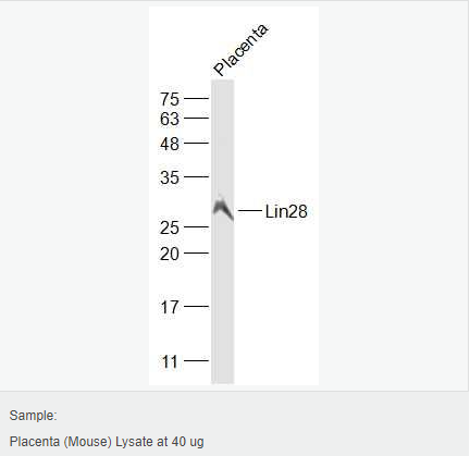 605803325f0cc.png image.png