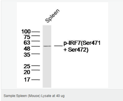 60583a69db464.png image.png