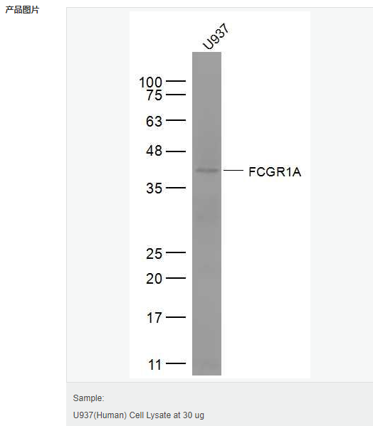 605842454cb50.png image.png