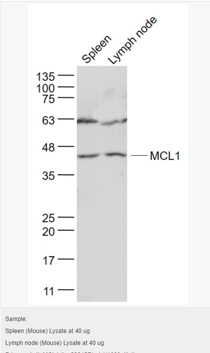 6059a60d6e4d8.png image.png