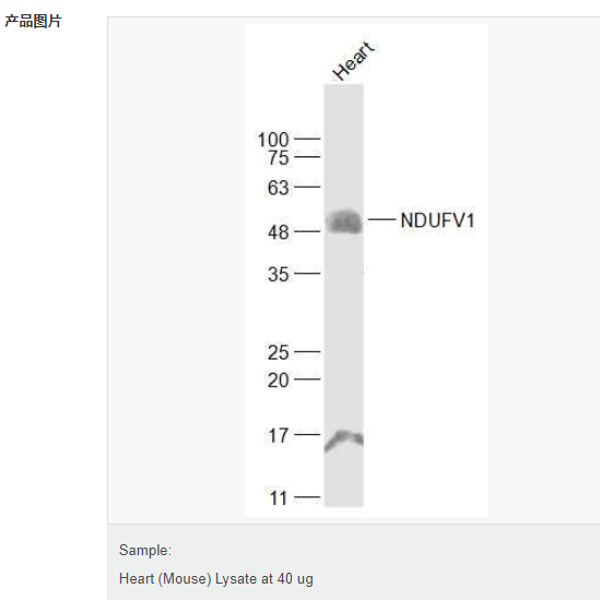 60767af037896.png image.png